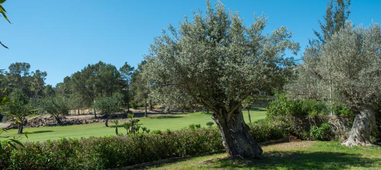 villa-para-renovar-o-nueva-construcciaan-directamente-en-son-vida-golf