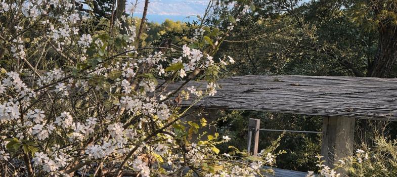 renovated-ground-floor-apartment-in-portals-nous